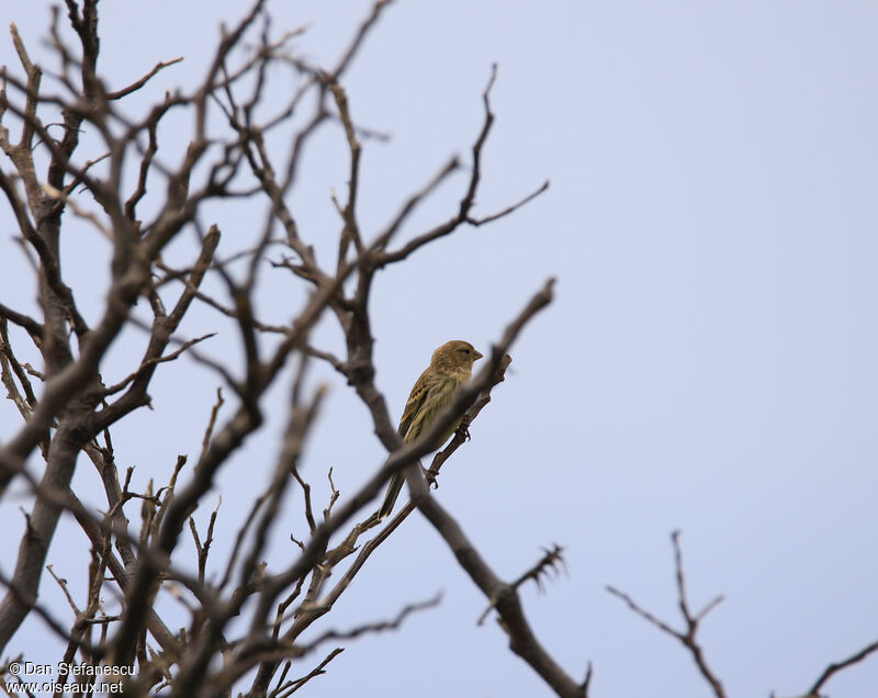 Atlantic Canary female adult