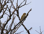 Serin des Canaries