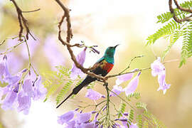 Beautiful Sunbird