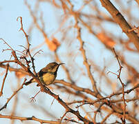 Beautiful Sunbird