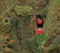 Scarlet-chested Sunbird