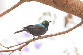 Marico Sunbird