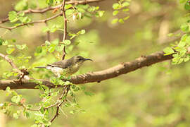 Marico Sunbird