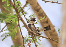 Eastern Violet-backed Sunbird