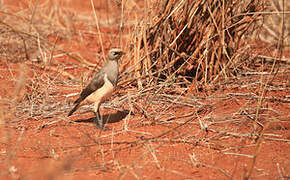 Fischer's Starling