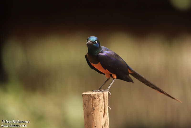 Golden-breasted Starlingadult