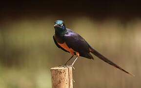 Golden-breasted Starling