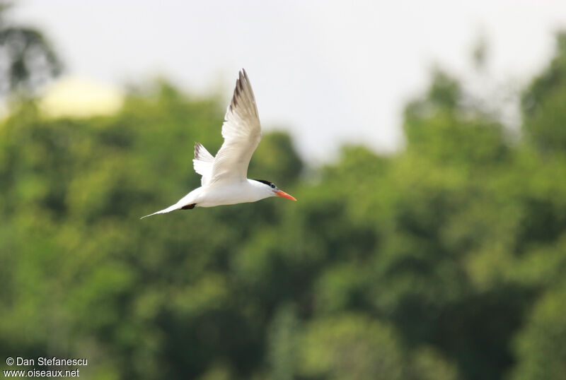 Royal Ternadult, Flight