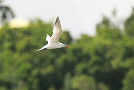 Royal Tern