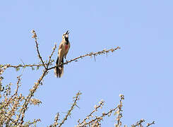 Rosy-patched Bushshrike