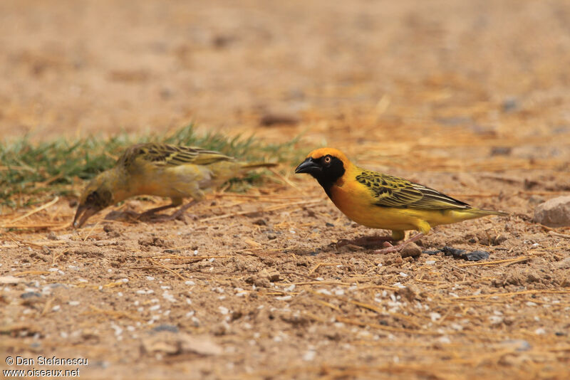 Speke's Weaver male adult