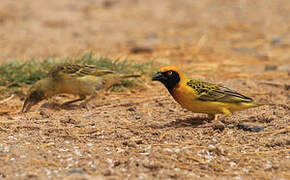 Speke's Weaver