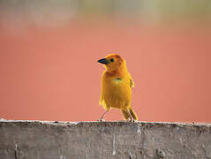 Taveta Weaver