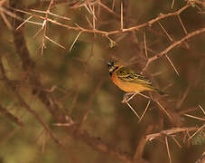 Lesser Masked Weaver