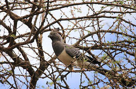 White-bellied Go-away-bird