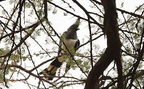 White-bellied Go-away-bird