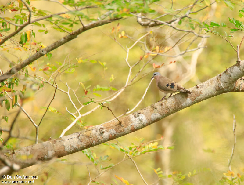 Emerald-spotted Wood Doveadult