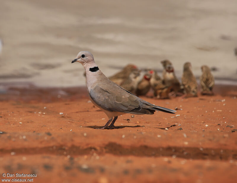 Ring-necked Doveadult