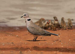 Ring-necked Dove