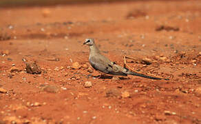 Namaqua Dove