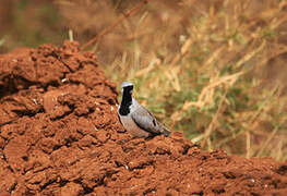 Namaqua Dove