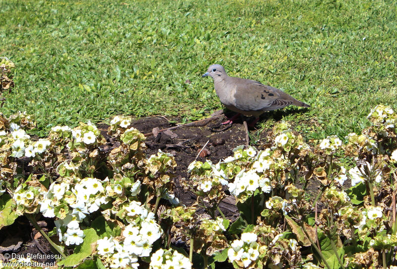 Eared Doveadult