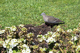 Eared Dove