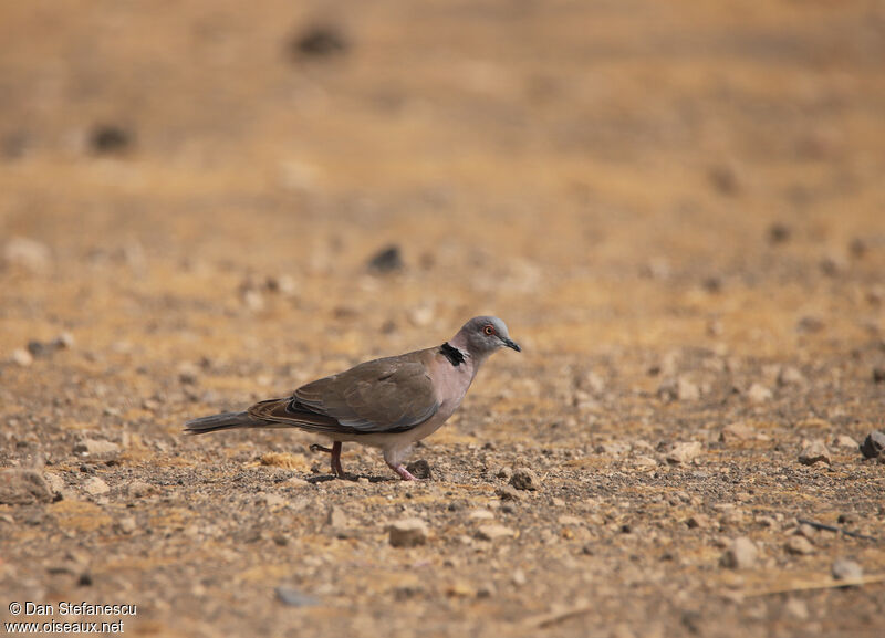 Mourning Collared Doveadult