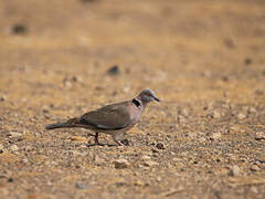 Mourning Collared Dove