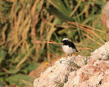 Finsch's Wheatear