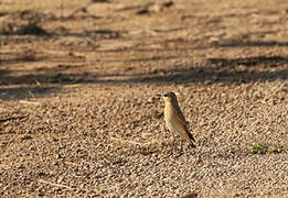 Isabelline Wheatear