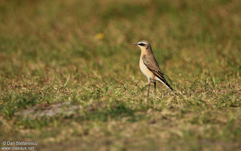 Northern Wheatear male adult post breeding