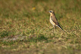 Northern Wheatear