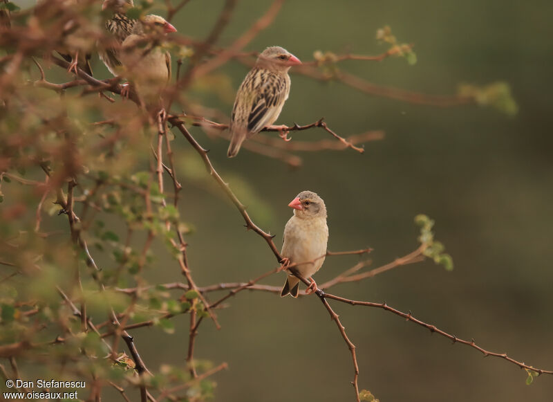 Travailleur à bec rouge femelle adulte nuptial