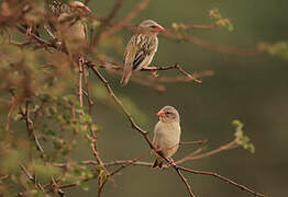 Red-billed Quelea