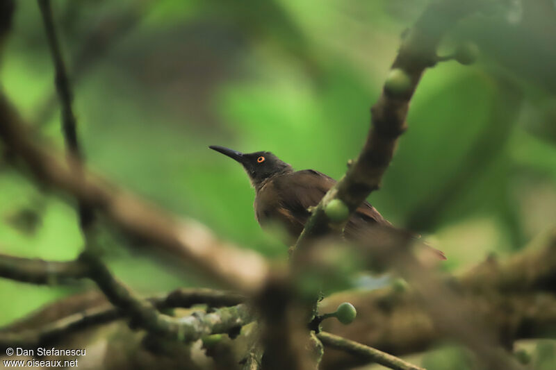 Brown Trembleradult