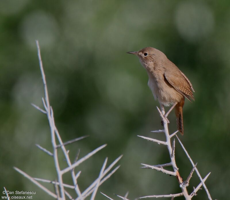 Southern House Wren