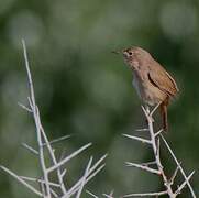 Southern House Wren