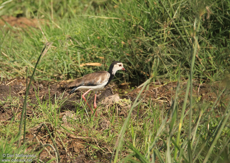 Vanneau à ailes blanchesadulte