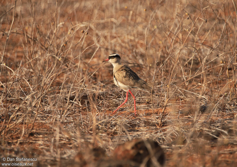 Crowned Lapwingadult