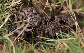 Northern Lapwing