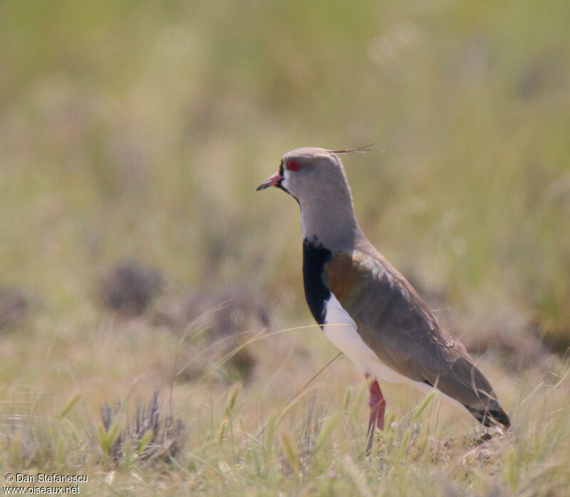 Southern Lapwingadult