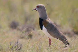 Southern Lapwing