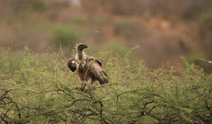 White-backed Vulture