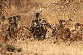 Rüppell's Vulture