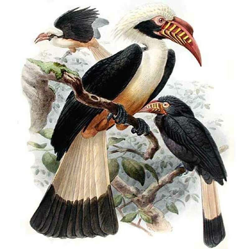 Hornbill рисунок