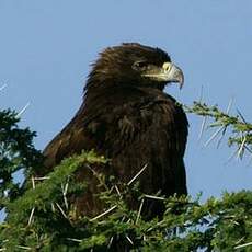 Aigle ravisseur