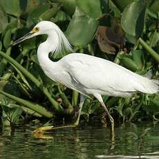 Aigrette neigeuse