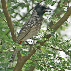 Bulbul à ventre rouge