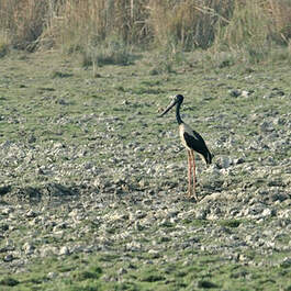 Jabiru d'Asie